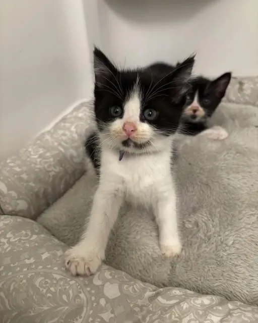 Two black-and-white tuxedo kittens curled up together in a soft bed
