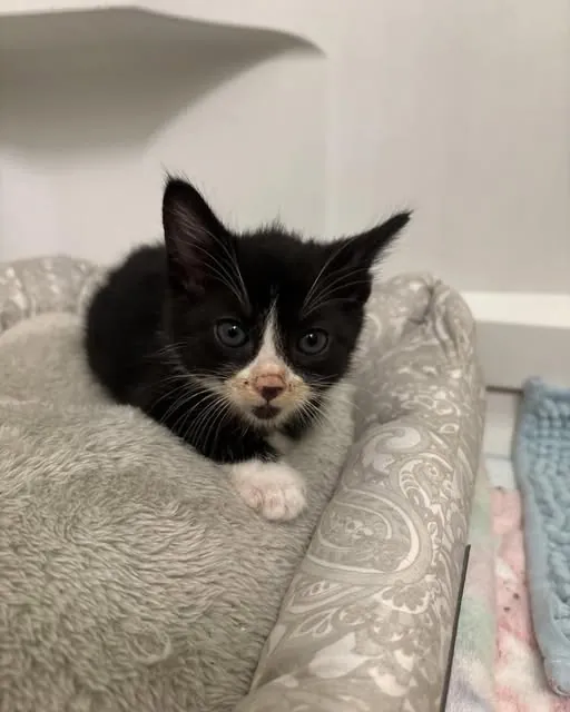 A tuxedo kitten settled into a fleece bed, looking at the camera