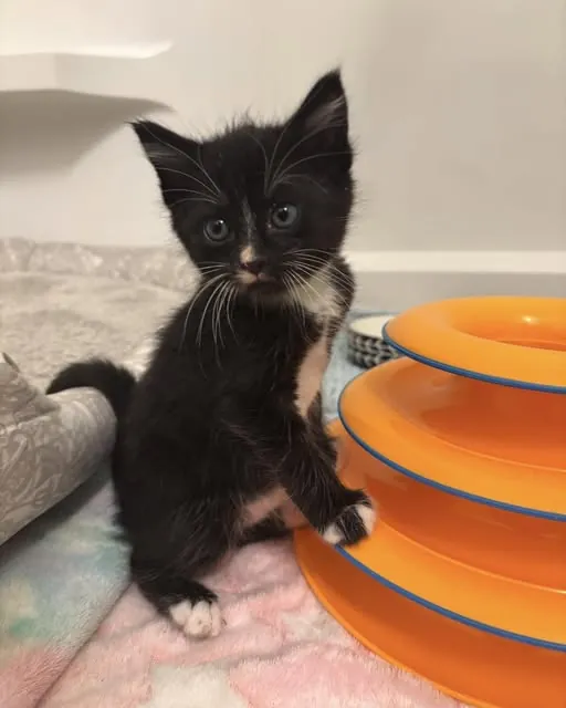 A tuxedo kitten sitting beside a bright orange ball-track toy