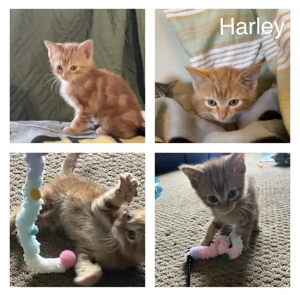Four photos of Harley, an orange kitten available for adoption