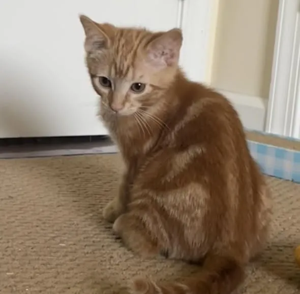 A young orange tabby sitting on a carpet, glancing back