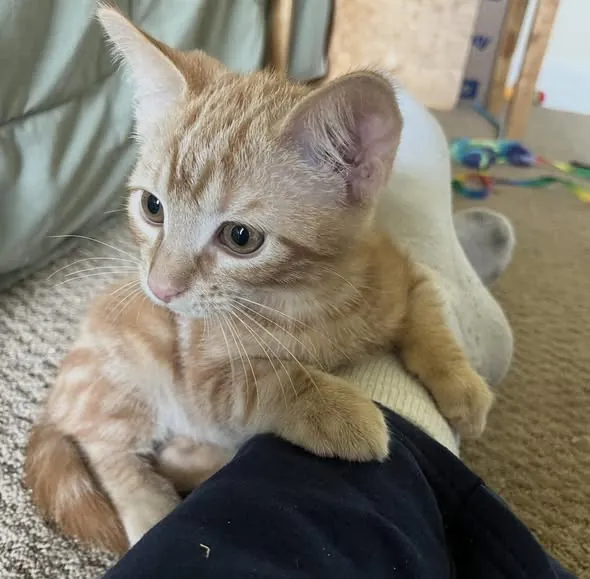 An orange tabby kitten resting against a volunteer's lap
