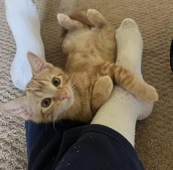 An orange kitten rolling belly-up at a foster volunteer's feet