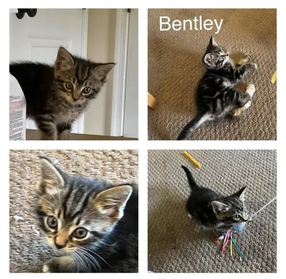 Four photos of Bentley, a tabby kitten available for adoption